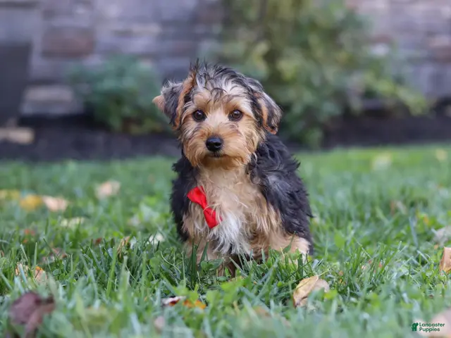 Yorkiepoo dogs Myles - Ad 1