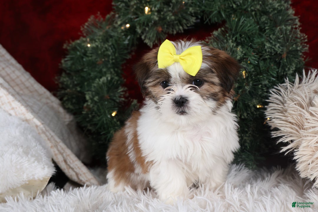 Shih Tzu dogs for sale: Norrie - Ad 10