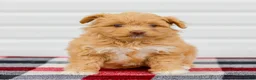 Mini Aussiedoodle dogs for sale: Cora - Ad 6