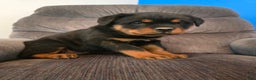 Rottweiler dogs for sale: Lily  - Ad 2