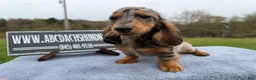 Miniature Dachshund dogs for sale: AKC Show Dapple- Russian - Ad 15