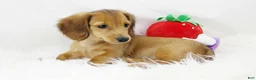 Dachshund dogs for sale: Candy Lou R 7562 - Ad 5