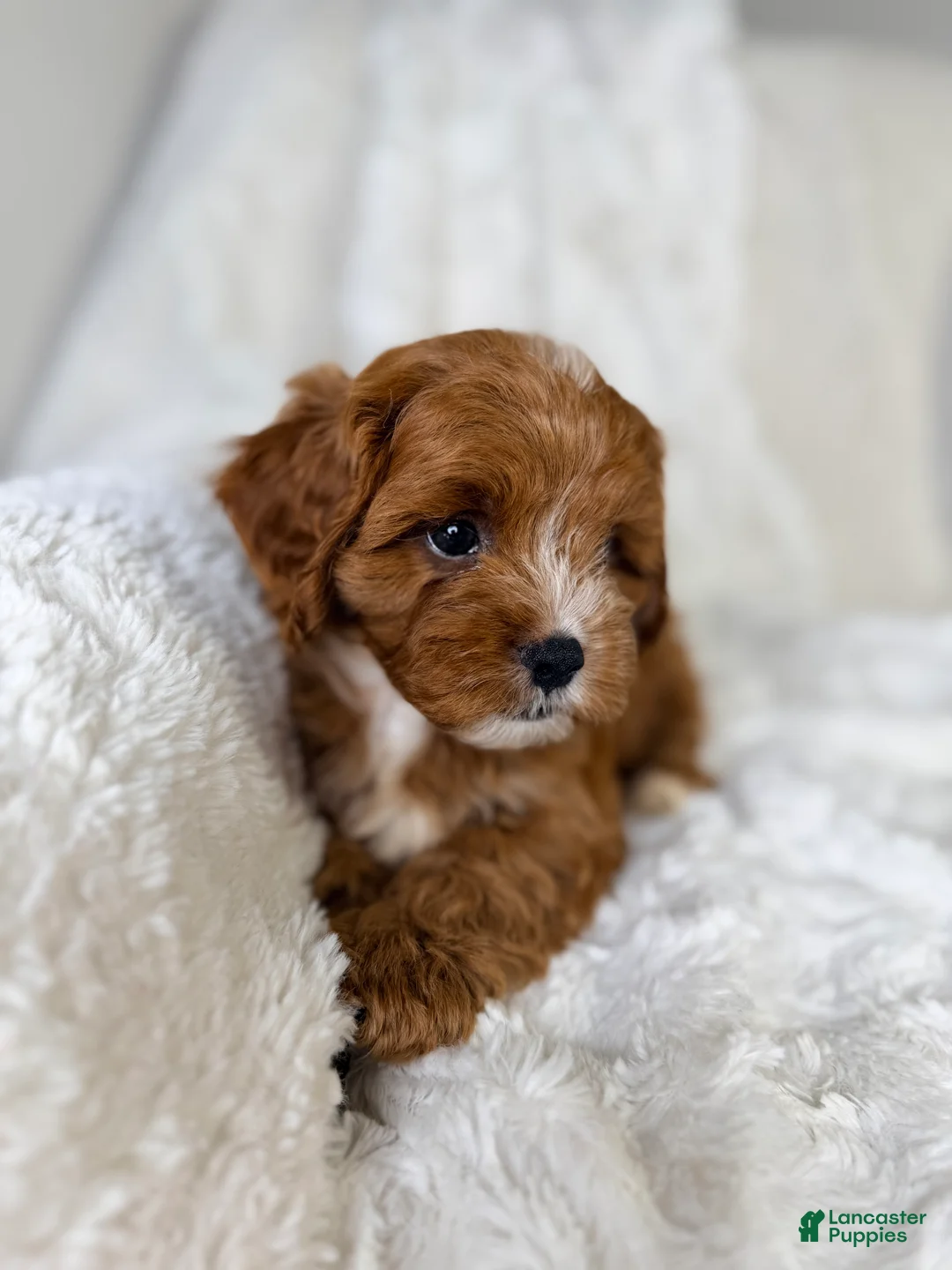 Cavapoo dogs for sale: Atlas  - Ad 9