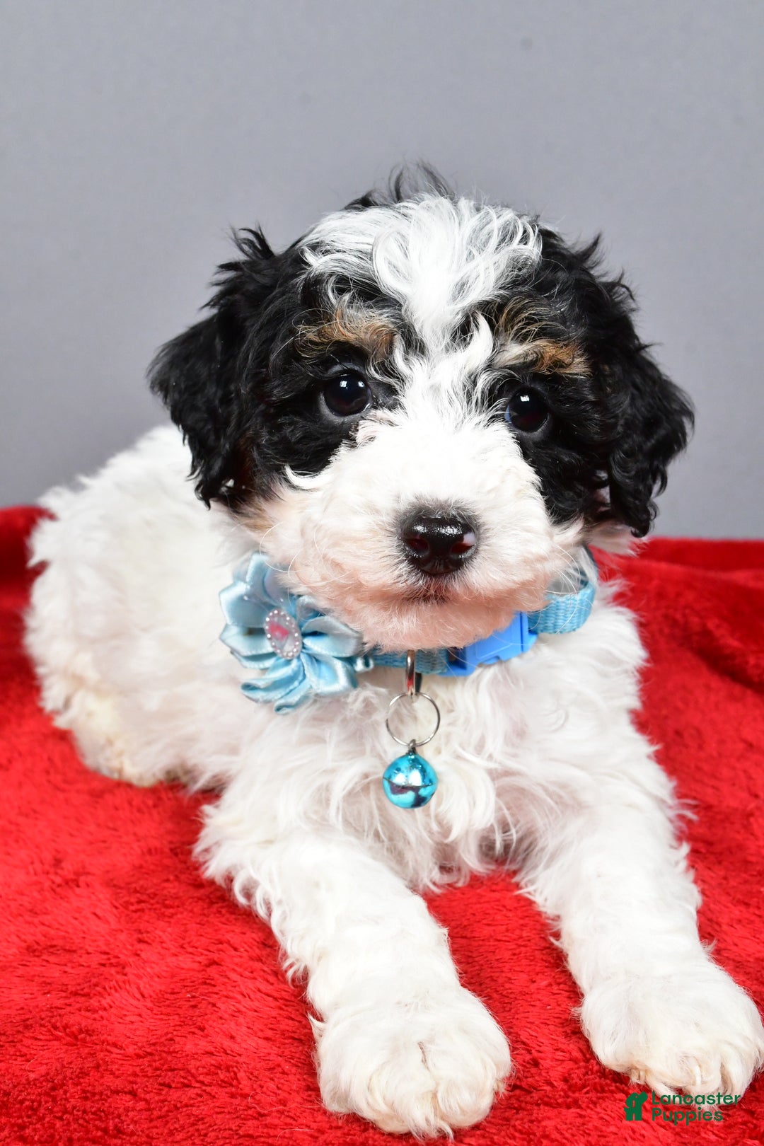 Miniature Poodle dogs for sale: Abby - Ad 2