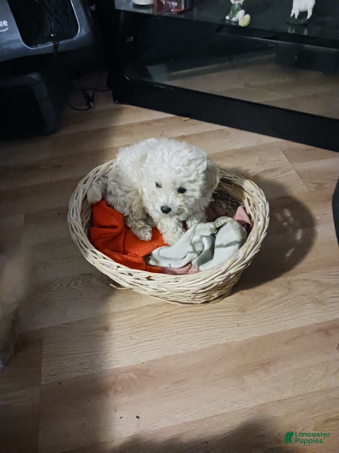 Toy Poodle dogs for sale: Charlie - Ad 9