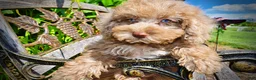 Havapoo dogs for sale: Gorgeous - Ad 4