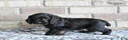 Cocker Spaniel dogs for sale: Sugar - Ad 4