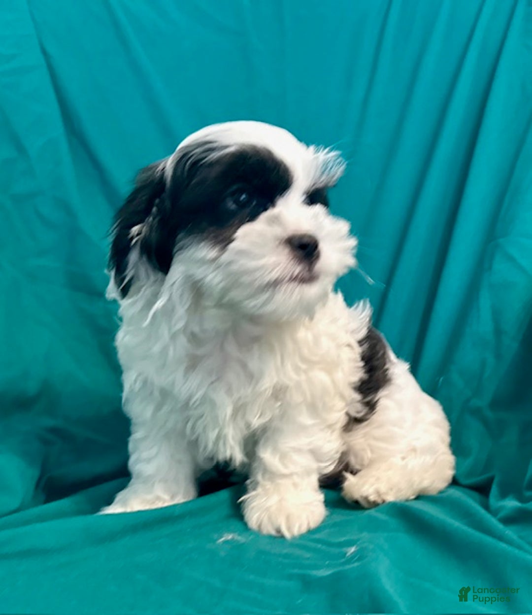 Maltipoo dogs for sale: CoCo - Image 2