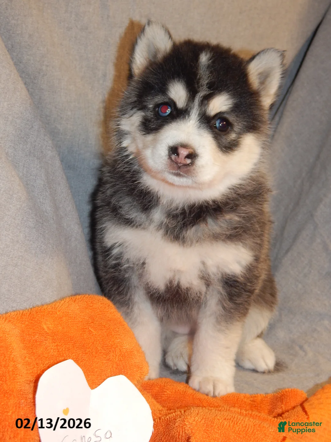 Pomsky dogs for sale: Senesa - Ad 2