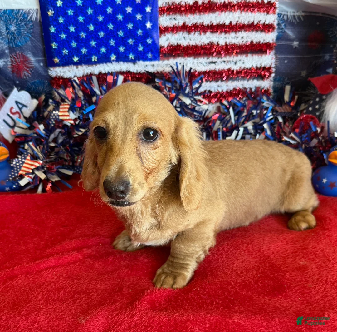 Dachshund dogs for sale: Tawny - Ad 3