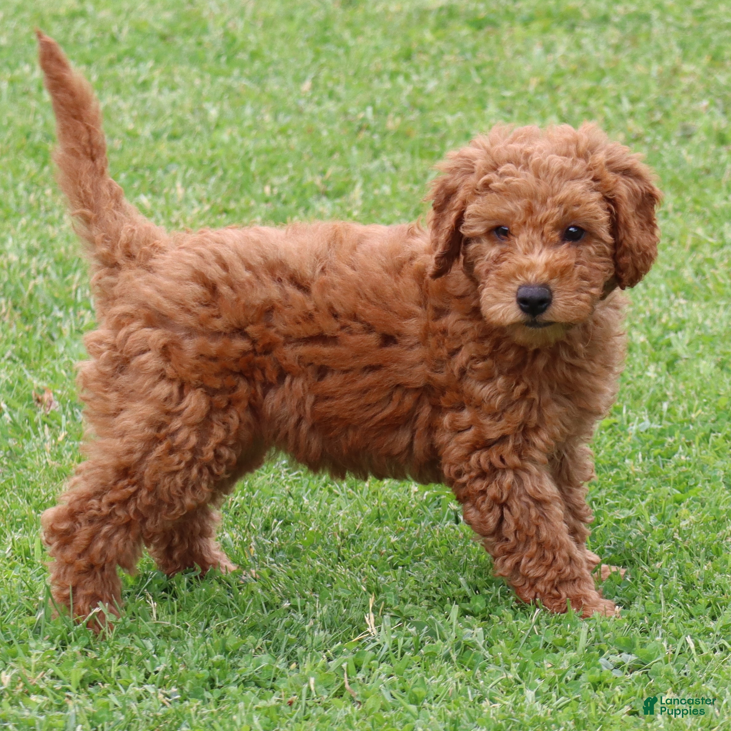 Mini Goldendoodle dogs Bonita - Ad 2