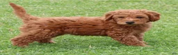 Mini Goldendoodle dogs for sale: Bonita - Ad 2