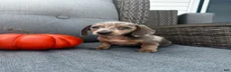 Miniature Dachshund dogs for sale: Oscar - Ad 3