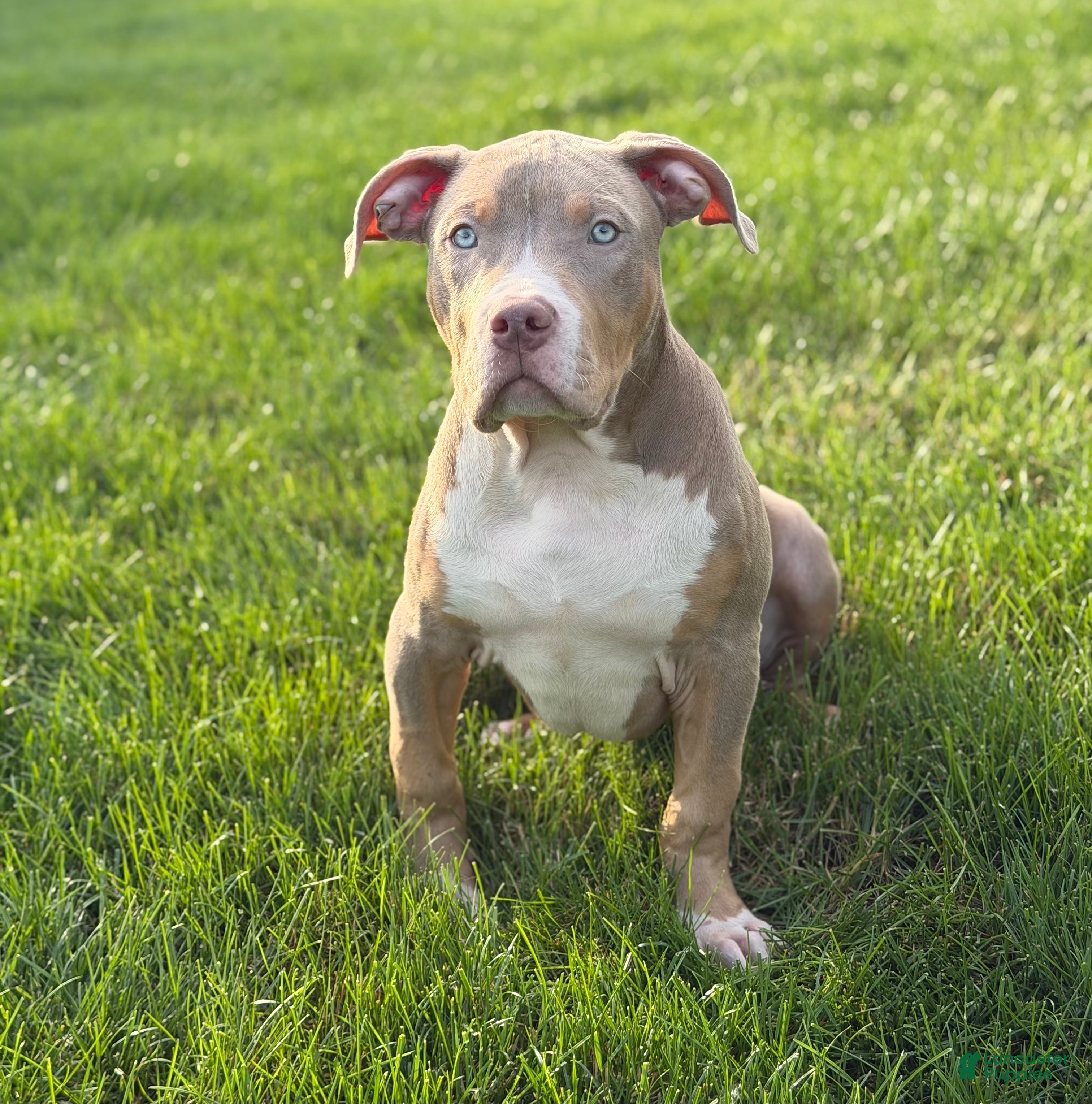 American Bully dogs American Bully Puppy 6 - Ad 39
