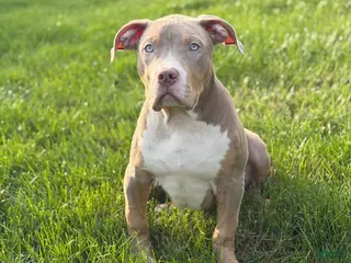 American Bully dogs American Bully Puppy 6 - Ad 39