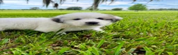Great Pyrenees dogs for sale: Dark Blue Boy - Ad 4