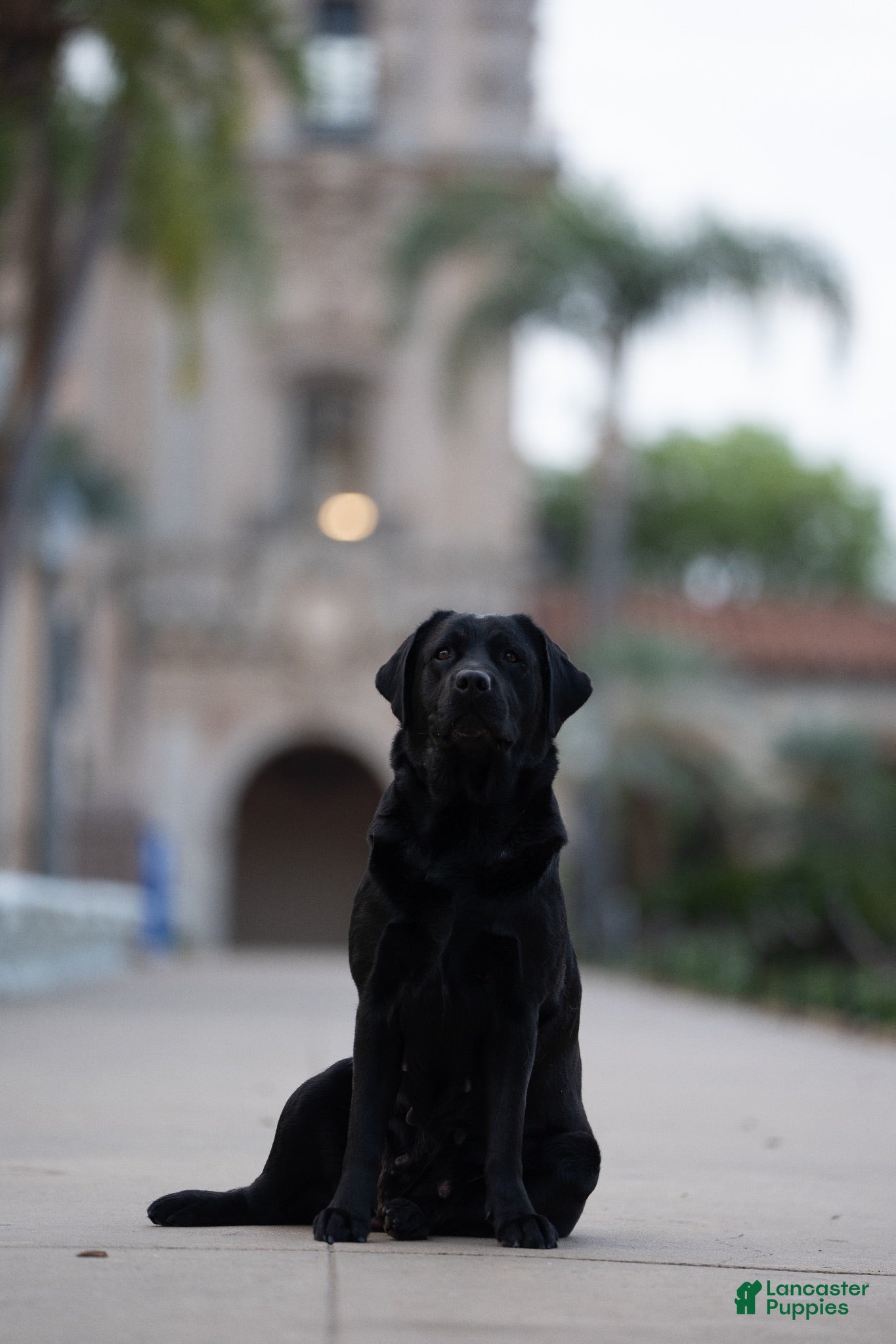 Labrador Retriever dogs Green boy - Ad 2