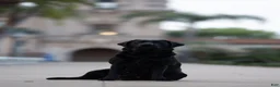 Labrador Retriever dogs for sale: Pink girl  - Ad 4