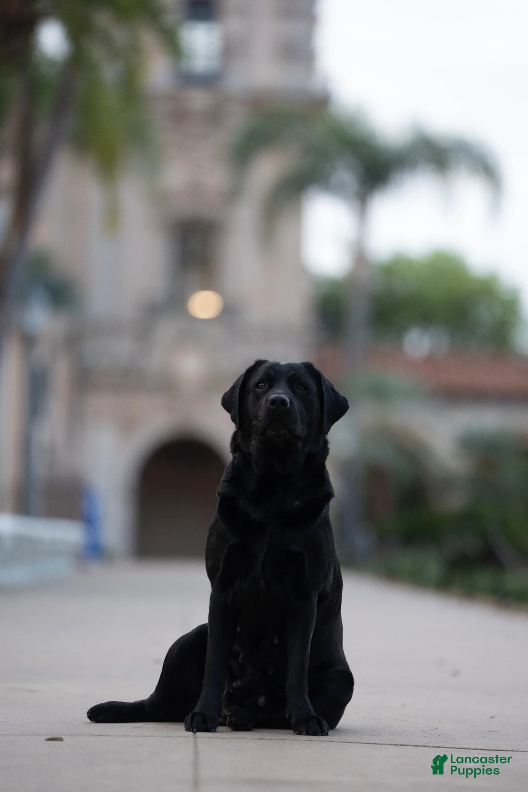 Labrador Retriever dogs for sale: Blue boy  - Ad 2