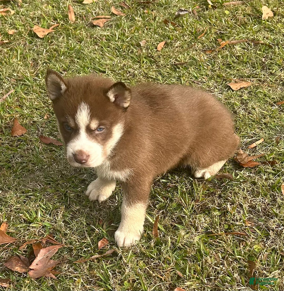 Siberian Husky dogs for sale: Thor - Ad 1