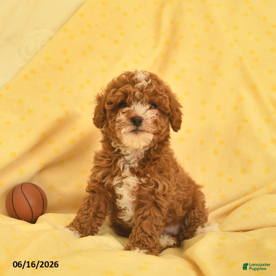 Toy Poodle dogs Regina - Ad 2