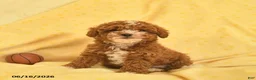Toy Poodle dogs for sale: Regina - Ad 2