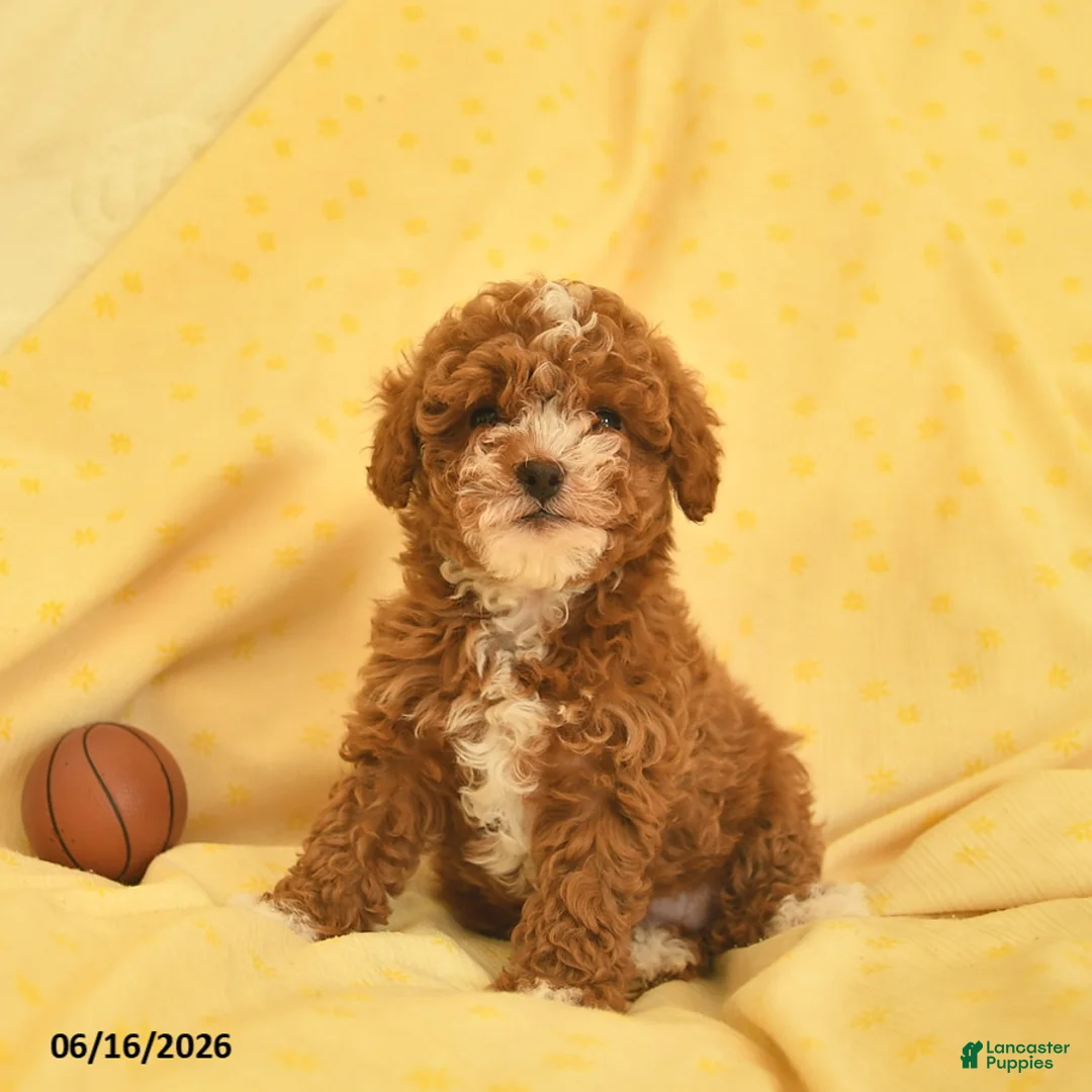 Toy Poodle dogs for sale: Regina - Ad 2