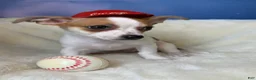 Chihuahua dogs for sale: Chihuahua Puppy 1 - Ad 10