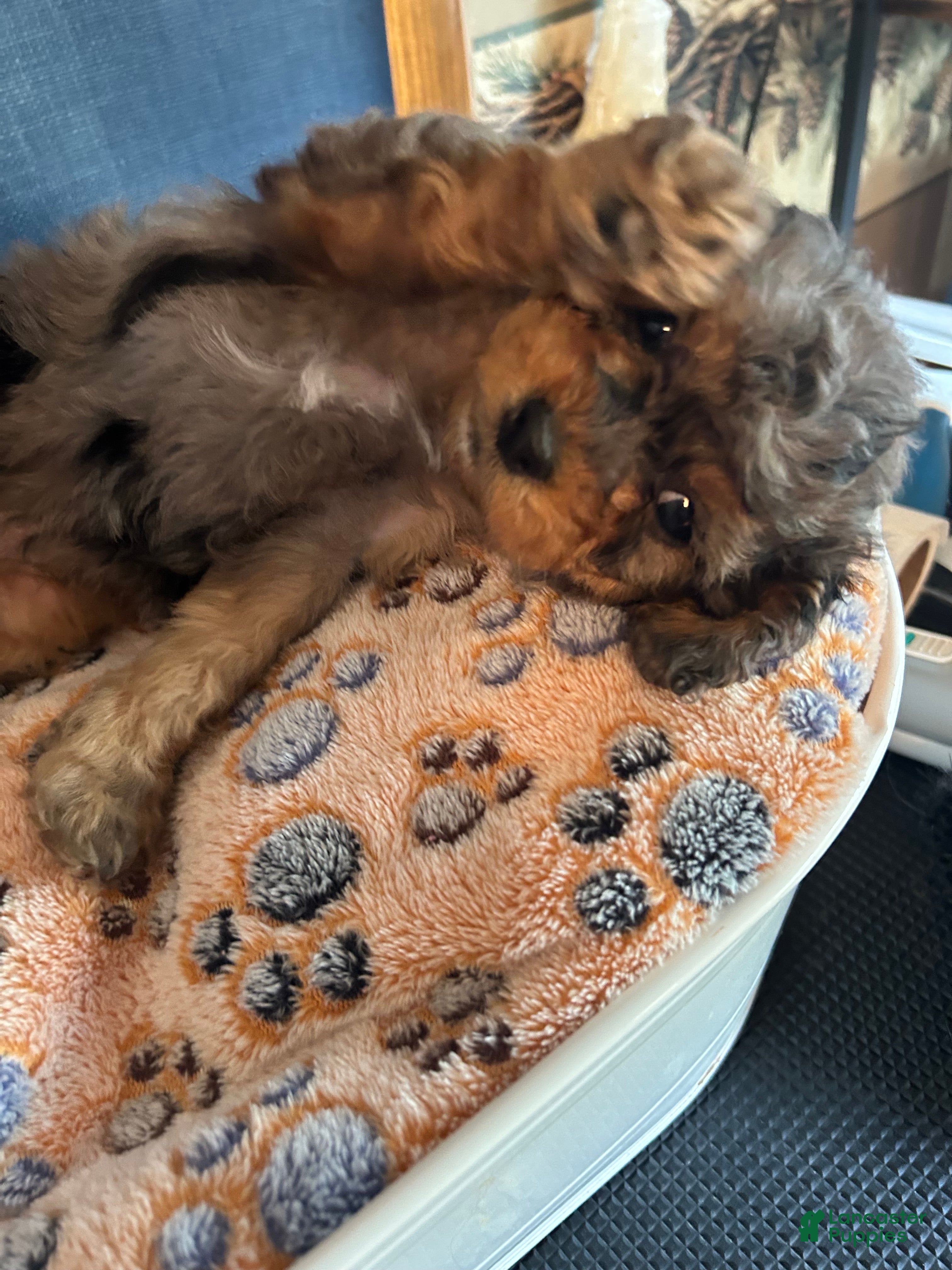 Cavapoo dogs Cavapoo 5 Mila - Ad 2