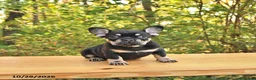 French Bulldog dogs for sale: Axel - Ad 1