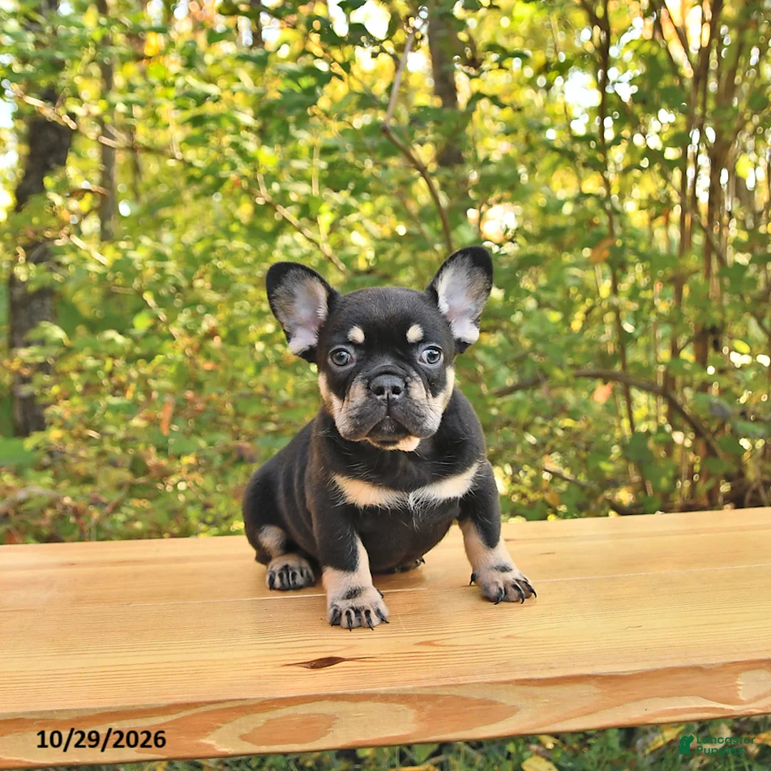 French Bulldog dogs for sale: Axel - Ad 1