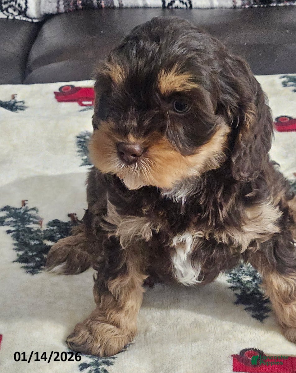 Cavapoo dogs Caramel - Ad 2