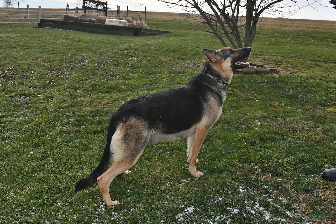 German Shepherd dogs for sale: Mocha - Ad 5