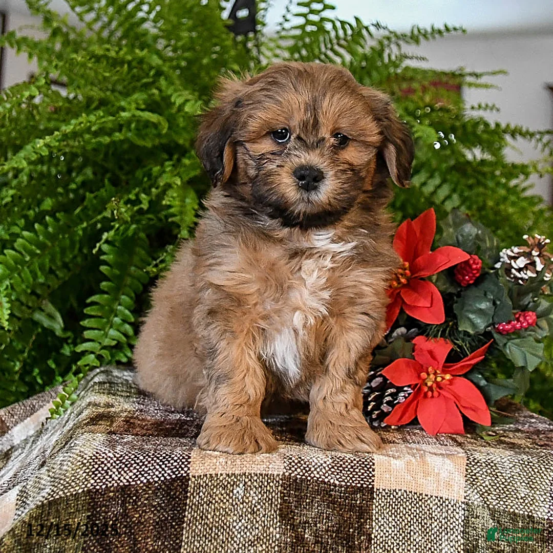 Shihpoo dogs for sale: Coco  - Ad 2