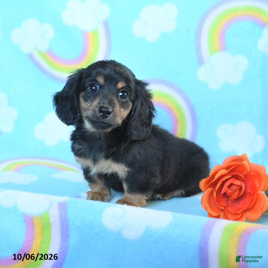 Miniature Dachshund dogs Joy - Ad 1