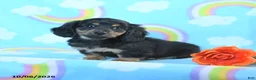 Miniature Dachshund dogs for sale: Joy - Ad 1
