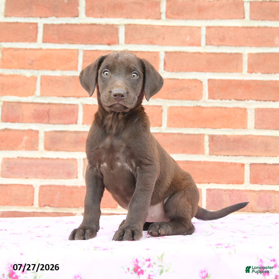 Labrador Retriever dogs Paisley - Ad 1
