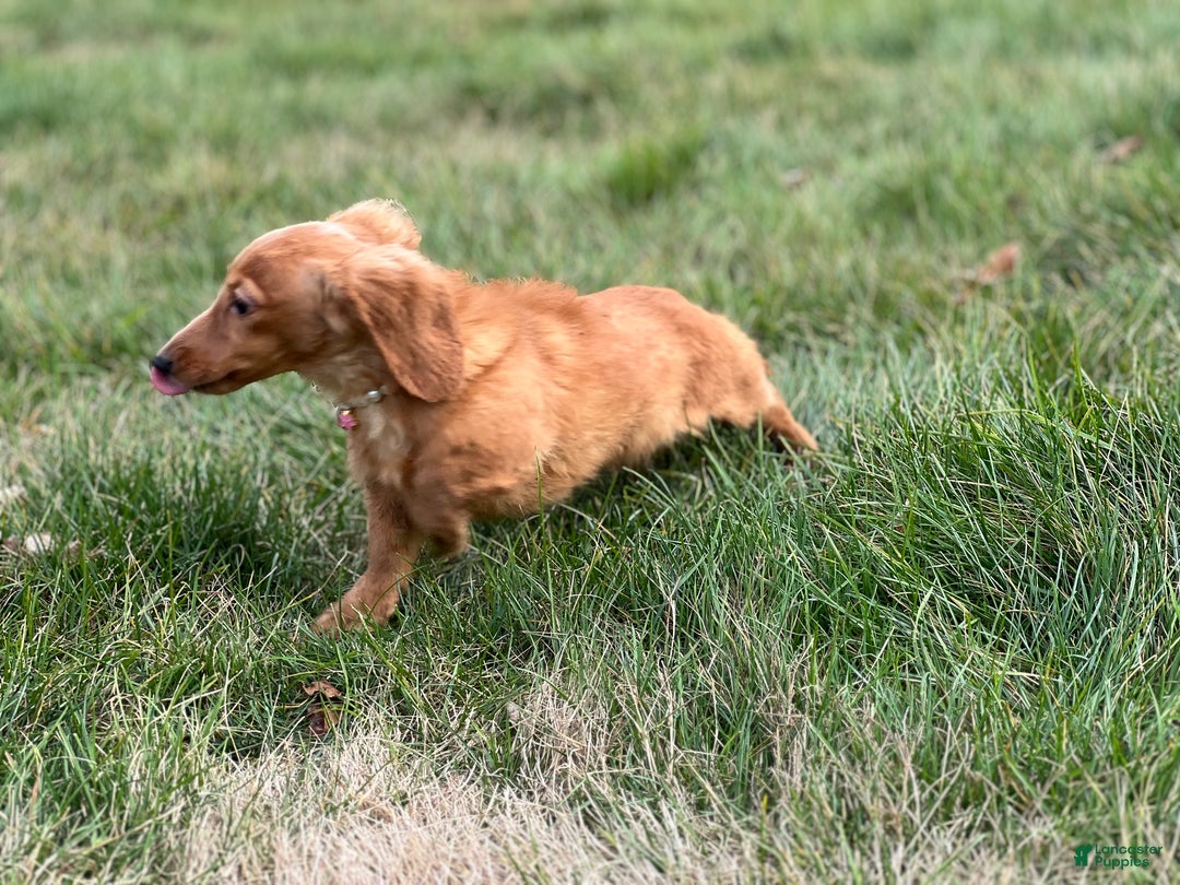 Miniature Dachshund dogs for sale: Female import puppy- uses pads - Ad 9