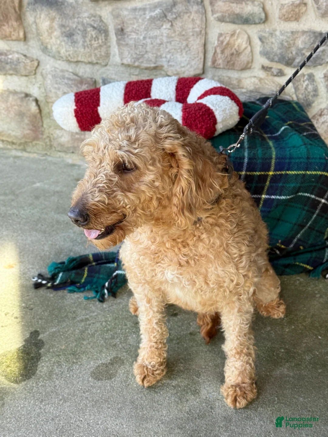 Mixed Breed dogs for sale: Sheba - Ad 8