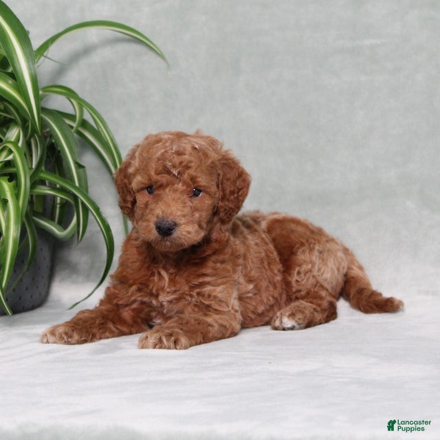 Mini Goldendoodle dogs Arlis - Ad 2