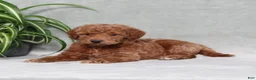 Mini Goldendoodle dogs for sale: Arlis - Ad 2