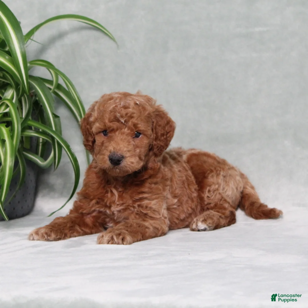 Mini Goldendoodle dogs for sale: Arlis - Ad 2