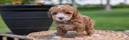 Miniature Poodle dogs for sale: Macy - Ad 12