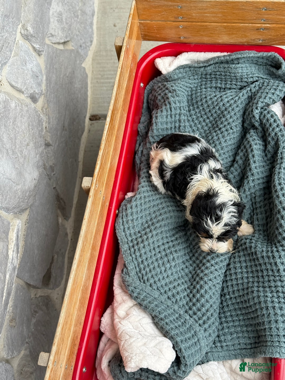 Cavapoo dogs for sale: Arlo - Ad 29