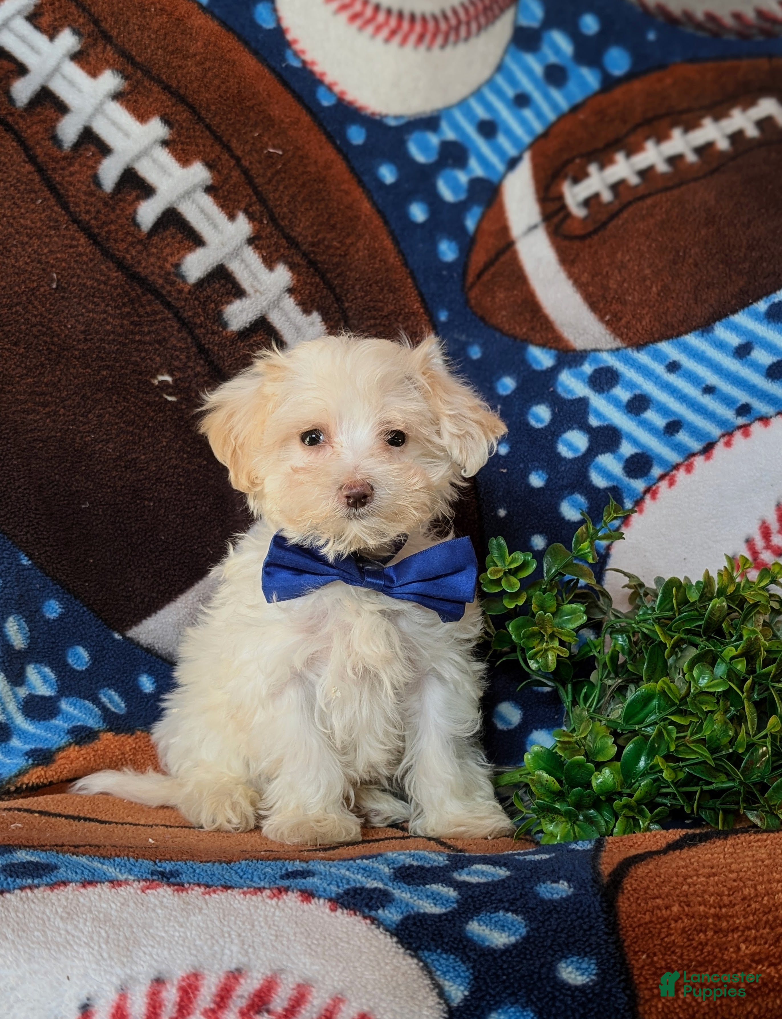 Maltipoo dogs Casey - Ad 2