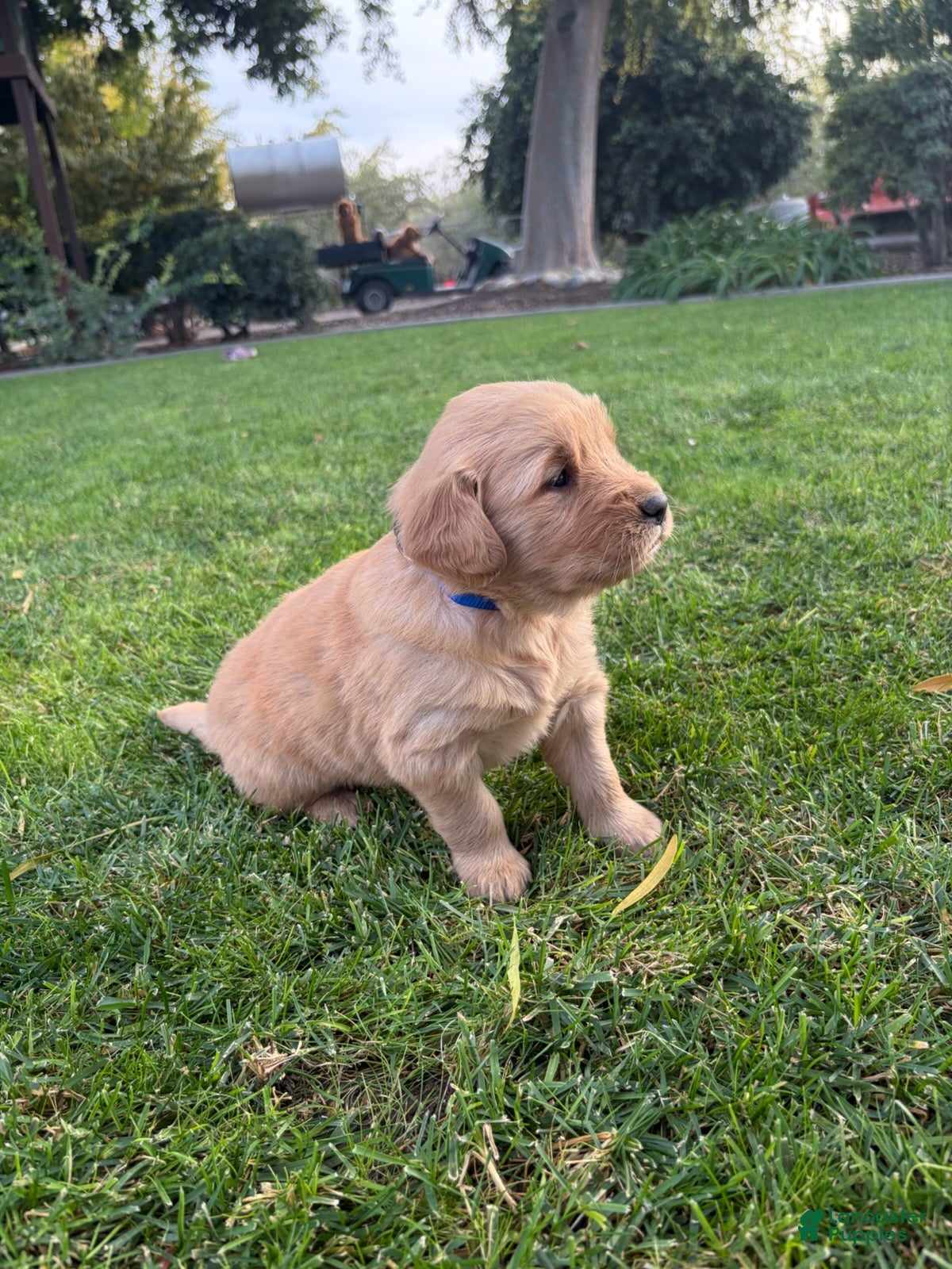 Golden Retriever dogs for sale: Blue Boy Ranger - Ad 29