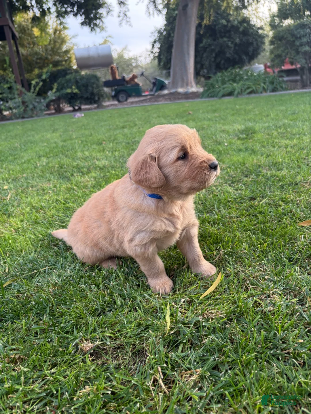 Golden Retriever dogs for sale: Blue Boy Ranger - Ad 1
