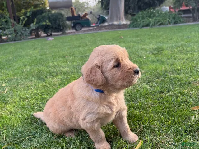 Golden Retriever dogs for sale: Blue Boy Ranger - Ad 29
