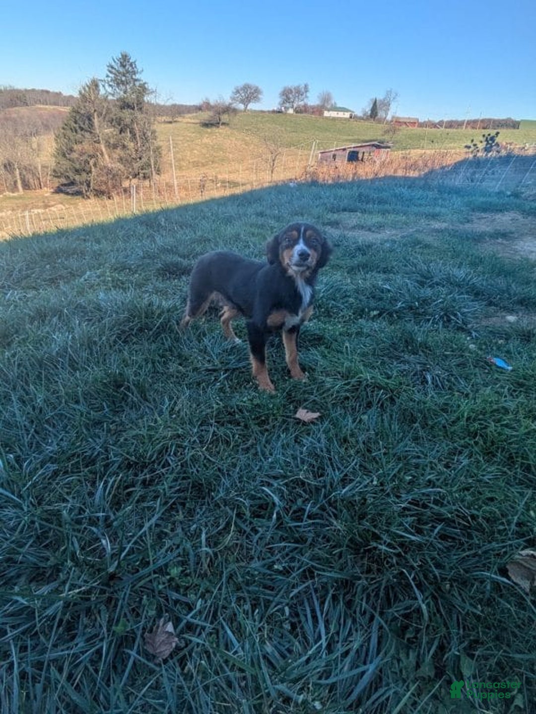 Miniature Australian Shepherd dogs for sale: Otto - Ad 5