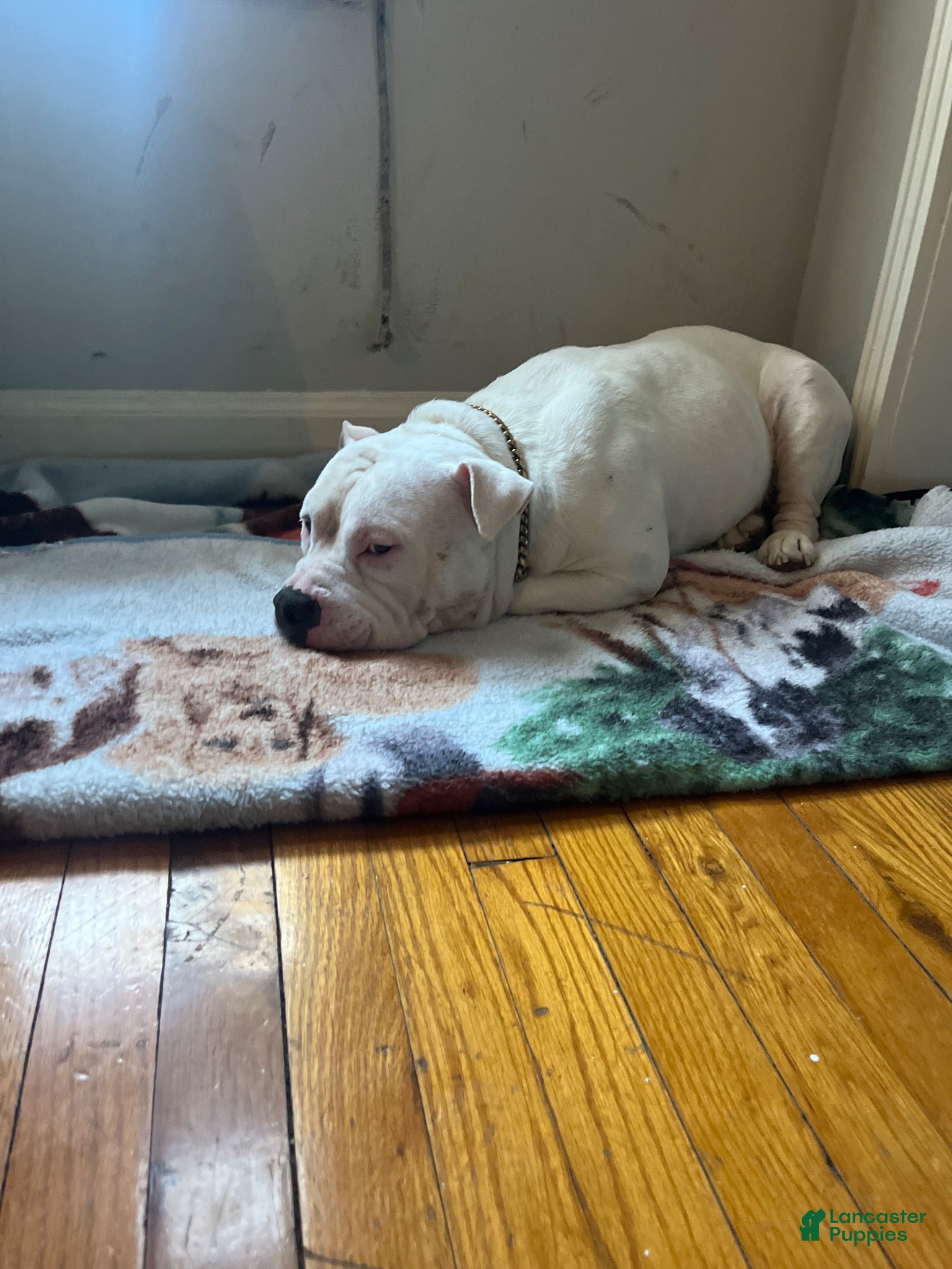 Mixed Breed dogs Mixed Breed Puppy 1 - Ad 6